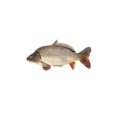 Fresh Fish - 3600 G